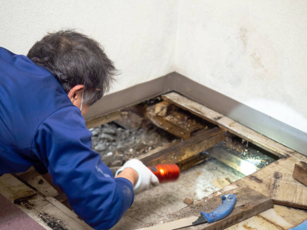 Home Mold Removal in Richmond, UT