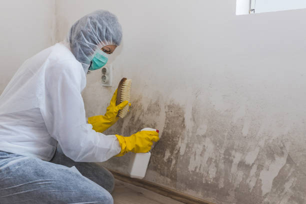 Best Attic Mold Removal  in Richmond, UT