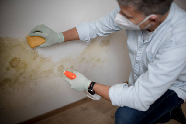 Best Residential Mold Removal  in Richmond, UT
