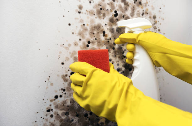 Best Toxic Mold Removal  in Richmond, UT