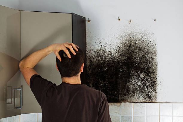Certified Mold Removal in Richmond, UT