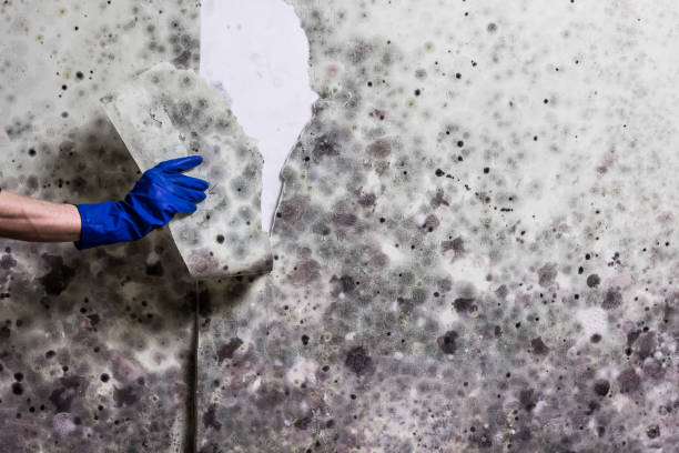 Best Black Mold Removal  in Richmond, UT