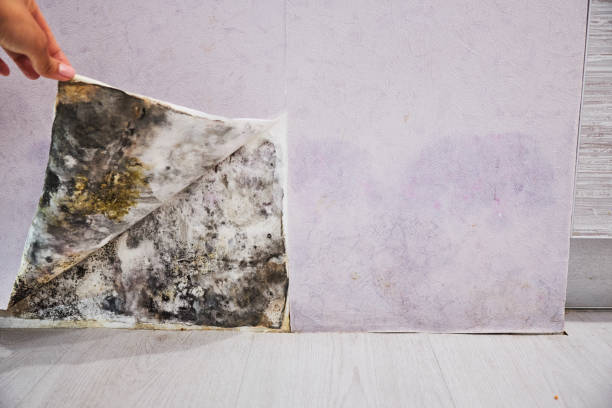 Best Mold Remediation  in Richmond, UT
